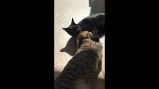 Lola has a spa day, does not tip, but Beau does not care