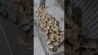 Catching sand fleas for bait