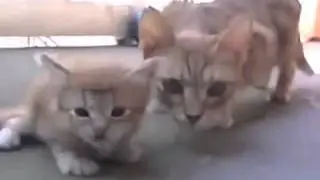 Мама кошка прибежала на зов котёнка  Котячий прикол