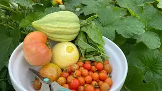 September garden produce UK 🇬🇧