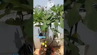 how to Air layering fig tree at home. #gardening #garden #fruit #shortvideo #shorts