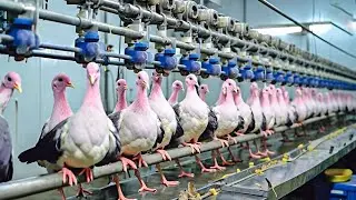 How Farm Owners in China Raise Millions of Pigeons for Meat - China Farming
