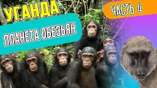Сафари в Африке 🌴 Парк Кибале ✨ Шимпанзе и бабуины