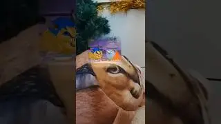 что на уроке происходит в голове шлепы 