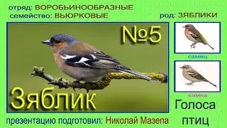 Зяблик. Голоса птиц
