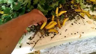 Будни сибирского фермера