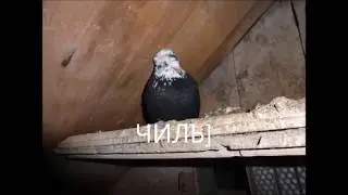 Мой фильм  ЛЕТИТЕ ГОЛУБИ ЛЕТИТЕ