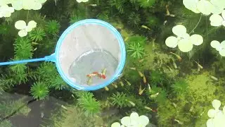 Aquarium (52 hybrid guppies | f3 generation) day 1 to day 88 😍