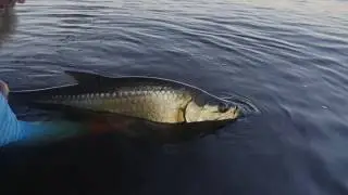 Fly fishing for morning rollers in Boca Grande