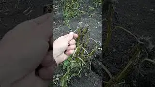 Урожая КАРТОШКИ в 2023 году НЕ БУДЕТ