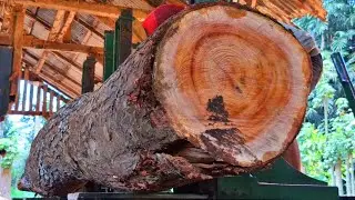 The tense moments of sawing a stunning mahogany log at the sawmill 
