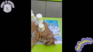 Кот Уснул На Прилавке Магазина