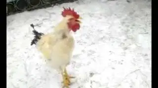 Пение Юрловского петуха.....
