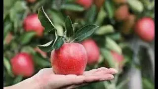 The Ultimate Guide to Growing Delicious Apples