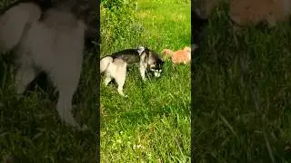 Мои малышики 😍🙂‍↔️хаски и шпиц ) #настядоронина #хаски #шпиц