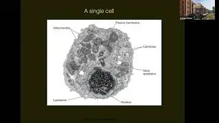 Gautam Menon - Activity, Phase Separation and Nuclear Architecture