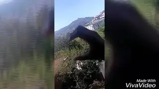 Meus vídeos do like app