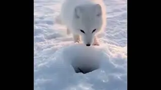 This Little Arctice Fox steals a fish from an ice Fisherman.