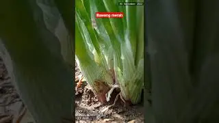Bawang merah usia 37 hari