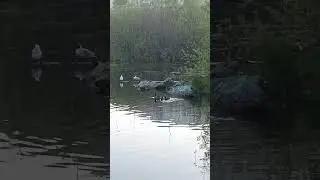 Утиное болото