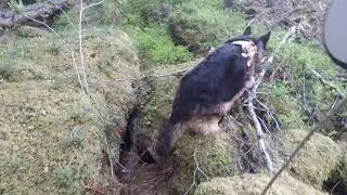 Personsök schäferhund
