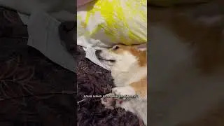 Шопинг выматывает 🤪 #корги #коргипемброк #corgi #corgilove #corgilife #corgirussia #вельшкорги