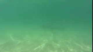 Leopard sharks 9
