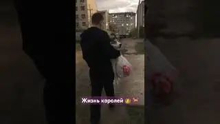 #хаски