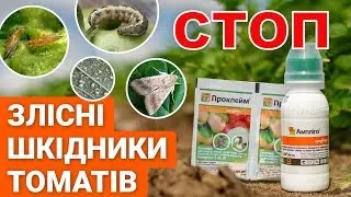 Protecting tomatoes from pests