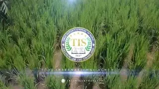 Rice Harvest day 2023 🌾🍚