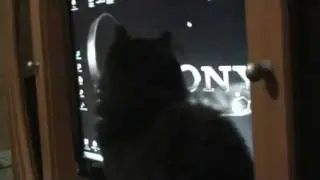 Мой кот Тимофейка - продвинутый юзер!