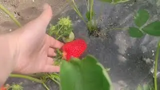 Первый сбор Клери в балагане.