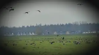 Goose
