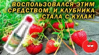 После такой подкормки, клубника с кулак