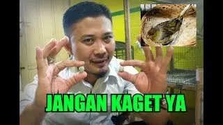 Karena Inilah Penyebab Telur Kenari Gagal Menetas..!!