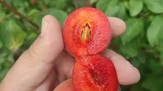 Biricoccolo Gigante di Budrio (Італія). Гібрид абрикоса 50% та сливи 50%. Сигналки 2024 року
