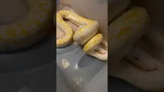 Кормление разморозкой