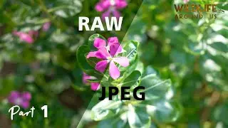 RAW vs JPEG....!! Which one is better for your Macro Photography..?? (Part 1)