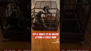 Top 6 Things to Do BEFORE Getting a Great Dane! 🐕