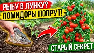 Рыбья голова в лунку: старый секрет мощного урожая томатов