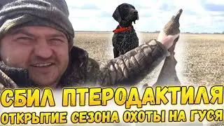 №120 Ура, Сбил птеродактиля!!! / Открытие сезон охоты на гуся весной 2022 с чучелами и собаками.