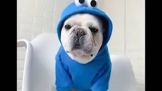 French Bulldog Cookie Monster Hoodie Coat
