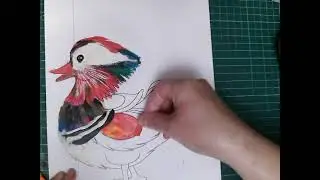 утка мандаринка