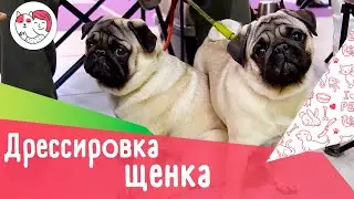 4 совета, как дрессировать щенка