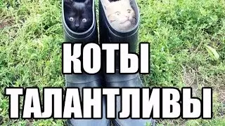 18 веских доказательств что коты талантливы