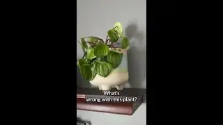 🏡 If your #houseplant is too far from the window, you should consider THIS. #indoorplant