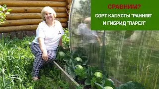 СРАВНИМ? СОРТ КАПУСТЫ 