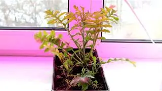 Руккола на подоконнике со светодиодной подстветкой - странные результаты