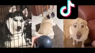 😂Try not to laugh at this Funny dog videos compilation😂 | Funny pet videos | funniest dogs of Tiktok