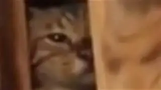 you're already dead, cat